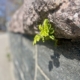 Vihreä muurin läpi tunkeva lehti kertoo kevään tulosta ja uudesta alusta.